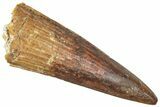 Fossil Spinosaurus Tooth - Real Dinosaur Tooth #366488-1